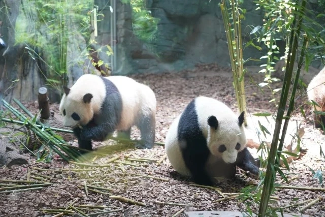 Chengdu Panda Valley: The Secret Realm of Wild Release of Giant Pandas and the Natural Wonderland of High Mountain Canyon
