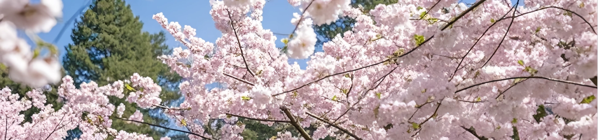 Kunming Zoo Yuantong Mountain Park (Cherry Blossoms)