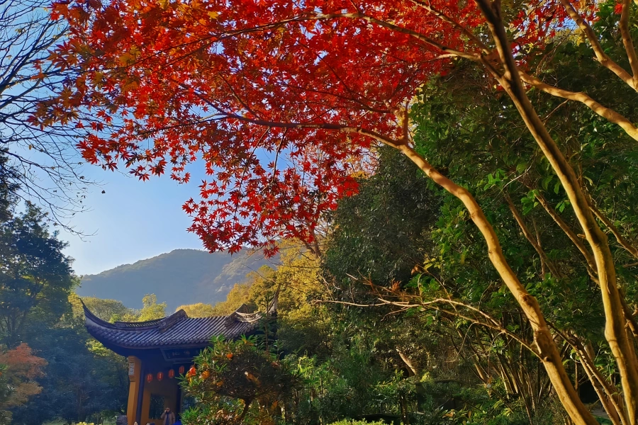 Tempio di Lingyin: Un pellegrinaggio dal luogo dove il picco di Vulture si riferisce al tempio ancestrale di un Buddismo Zen di mille anni-4