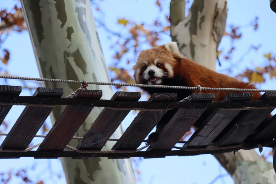 Shanghai Wild Animal Park: Un viaje de exploración de Oasis Urbanas al Reino Natural-4