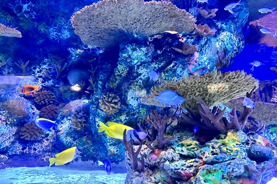 Shanghai Ocean Aquarium: Eine Panorama Ocean Journey vom Yangtze River zum Tiefsee-2