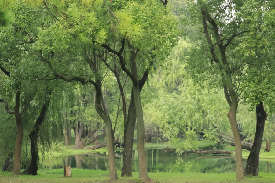 Parque Forestal Nacional Gongqing: Una sinfonía natural de la enfermería juvenil al corazón verde urbano-3