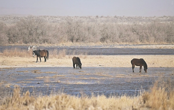 Yumenguan Pass: A Journey Through Two Thousand Years of Frontier Poetry and Vigilance-3