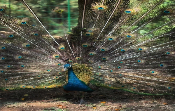 Primeval Forest Park: A Journey into the Secret Realm of the Peacock Kingdom and Tropical Rainforests-4