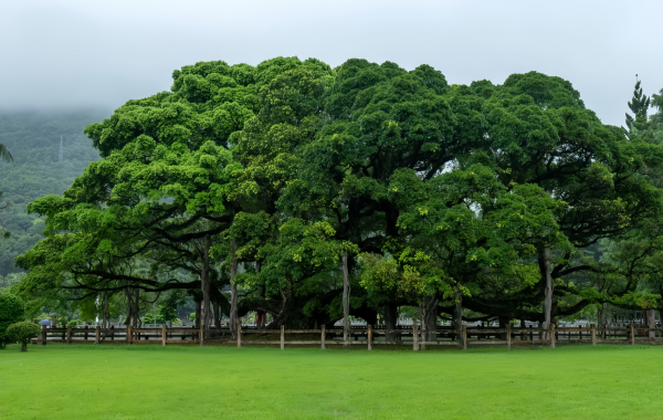 Fuzhou National Forest Park:A Green Lung in the City and a Natural Epic of the Millennium Banyan King