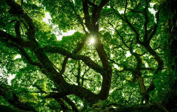 Fuzhou National Forest Park:A Green Lung in the City and a Natural Epic of the Millennium Banyan King-2