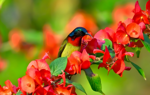 Fuzhou National Forest Park:A Green Lung in the City and a Natural Epic of the Millennium Banyan King-4