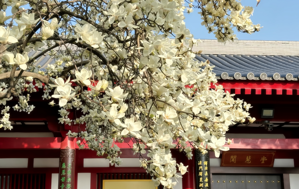 Da Ci'en Temple:A Tang Dynasty Zen Paradise Where Xuanzang Translated Buddhist Scriptures Over a Millennium-4