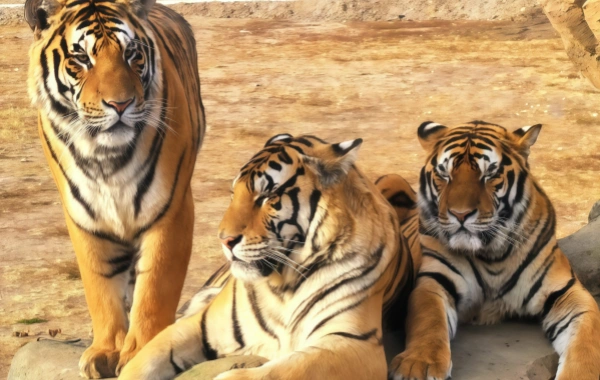 Siberian Tiger Park:A Journey Answering the Wild Call of the