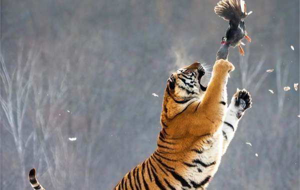 Siberian Tiger Park:A Journey Answering the Wild Call of the