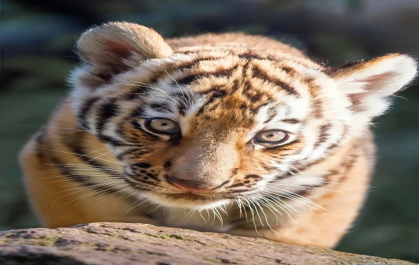 Siberian Tiger Park:A Journey Answering the Wild Call of the