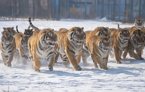 Siberian Tiger Park:A Journey Answering the Wild Call of the