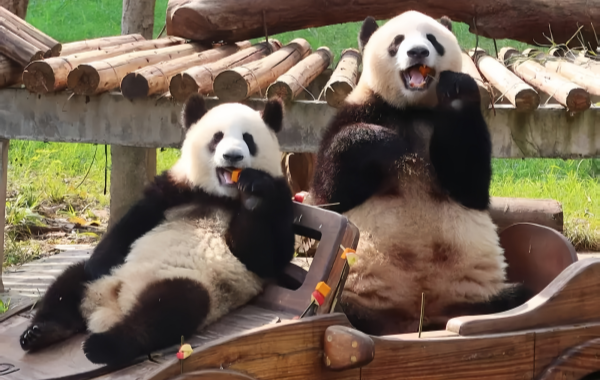 Зоопарк Чунцина: линия жизни для горного города на 70 лет