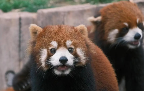 Зоопарк Чунцина: линия жизни для горного города на 70 лет-2