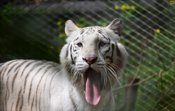 Зоопарк Чунцина: линия жизни для горного города на 70 лет-3