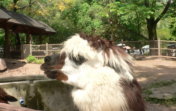 Зоопарк Чунцина: линия жизни для горного города на 70 лет-4