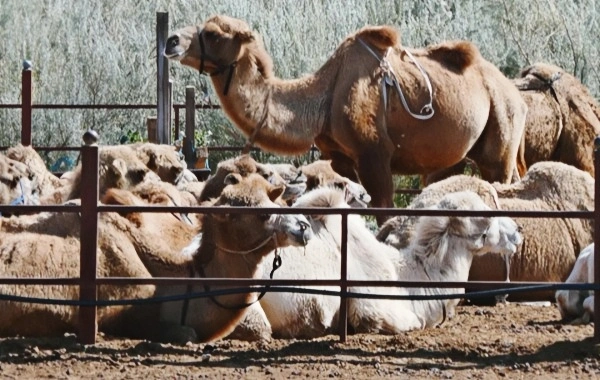 Yulong 모래 호수 : Prehistoric 