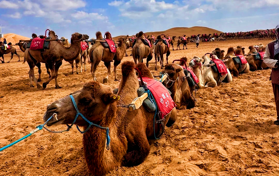 Shapotou: Eine Reise in die faszinierende Symbiose der Wüste und des Gelben Flusses-2