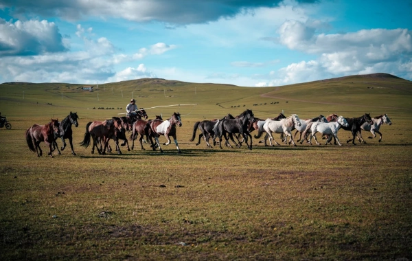 من (أجورني) إلى (أزيا) رئيس (وايتلاند)-4