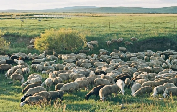 Hulunbuir Grassland:A Journey to the