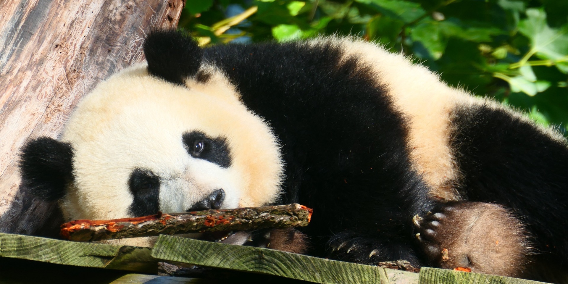 Day 8: Chengdu-Emeishan