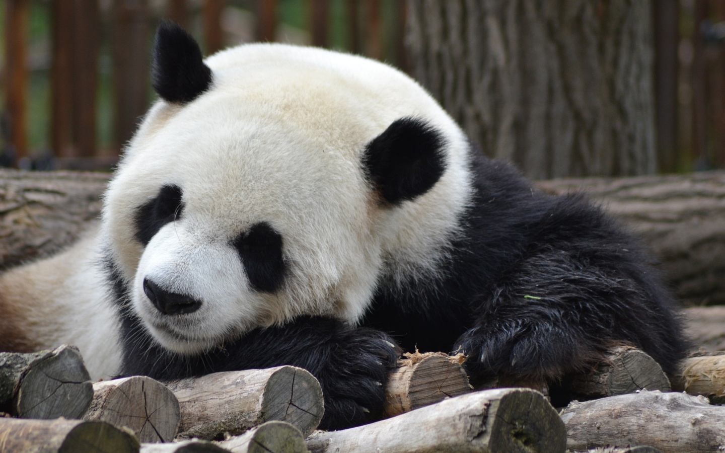 Day 2: Chengdu-Tibet