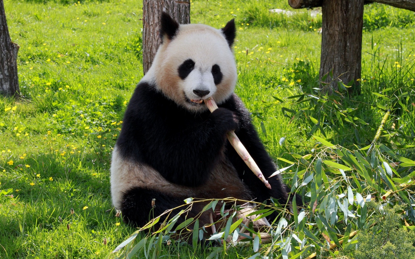 Day 8: Chengdu-Shangri-La