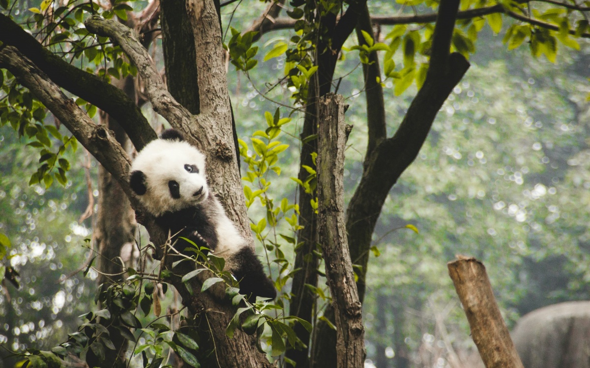 DAY 12 Chengdu-Chongqing