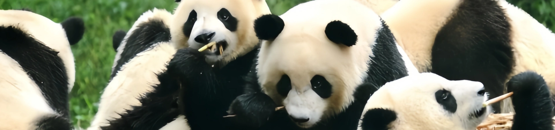Chengdu Panda Guide: Top Spots to Observe, Engage, and Learn about Giant Pandas