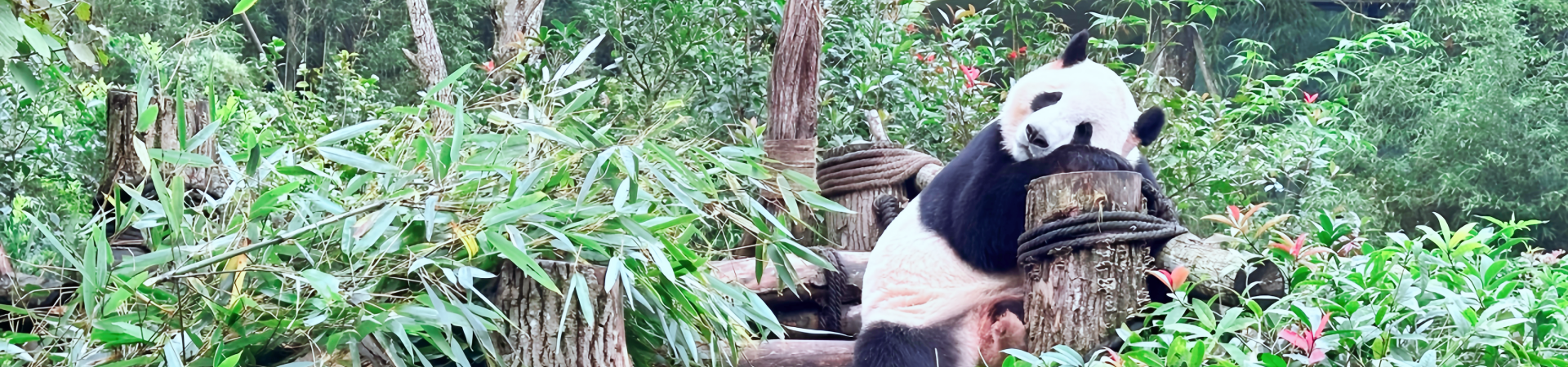 Geschmack der Gewürze: Eine kulinarische Reise durch Sichuan’s Iconic Dishes