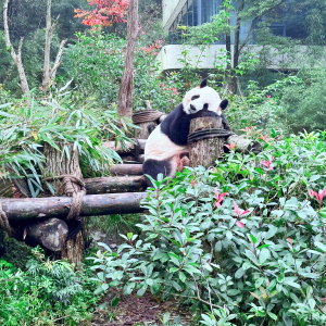 Geschmack der Gewürze: Eine kulinarische Reise durch Sichuan’s Iconic Dishes
