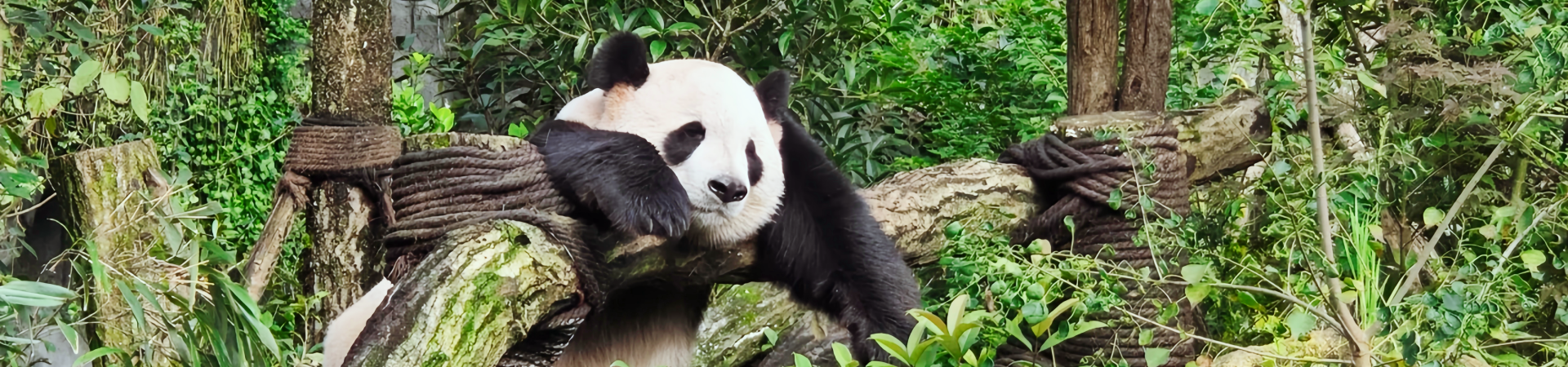 Чэнду Панда Оригинальное название: Valley: The Secret Realm of Wild Release of Giant Pandas and the Natural Wonderland of High Mountain Canyon