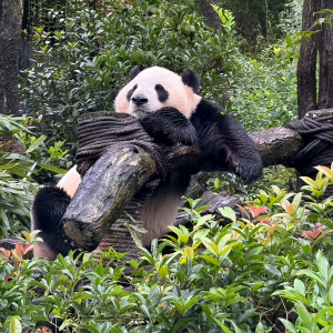 Top 5 Must-Try Sichuan Dishes: Eine würzige und geschmackvolle Reise durch Chinas Kulinarisches Herzland