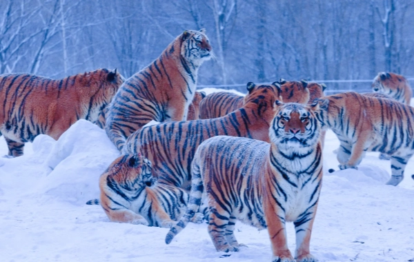 День 5: Харбин