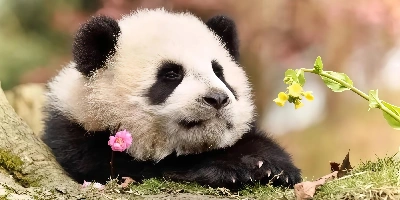 Day 1: Chengdu One-day Tour