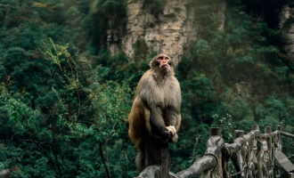 Day 1: Zhangjiajie Arrival