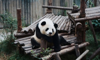 Day 5: Chengdu