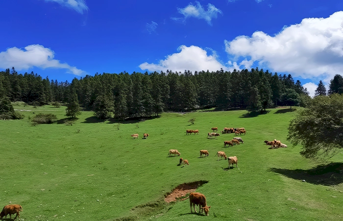 Fairy Mountain (Xiannüshan) Chongqing