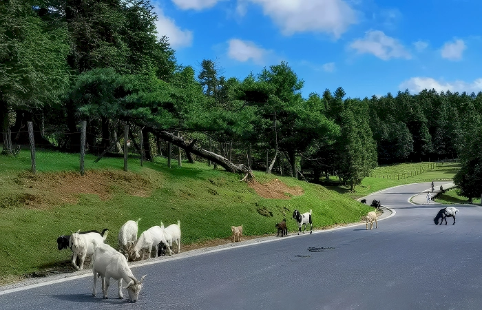Fairy Mountain (Xiannüshan) Chongqing